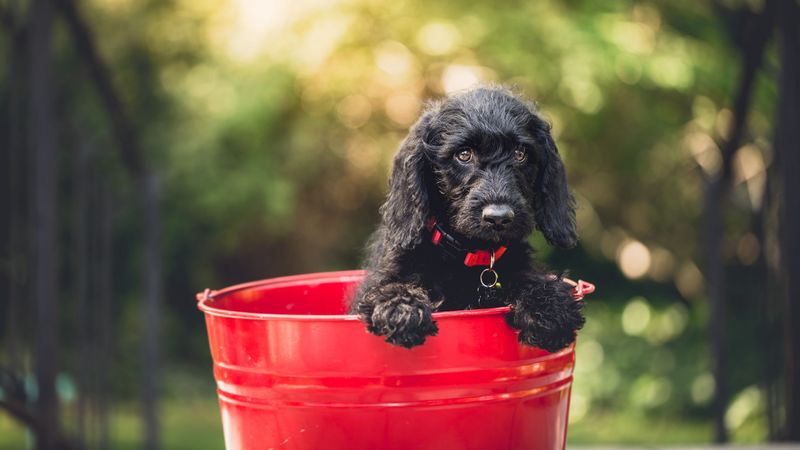 dog, puppy, bucket, sitting, 4k