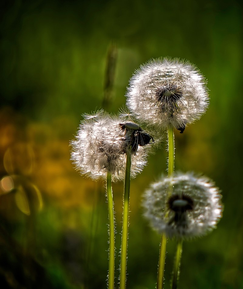 spring dandelion wild and nature hd, 4k