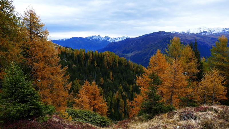 forest, mountains, trees, autumn, 4k