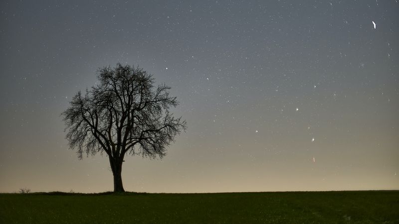 tree, starry sky, evening, 4k