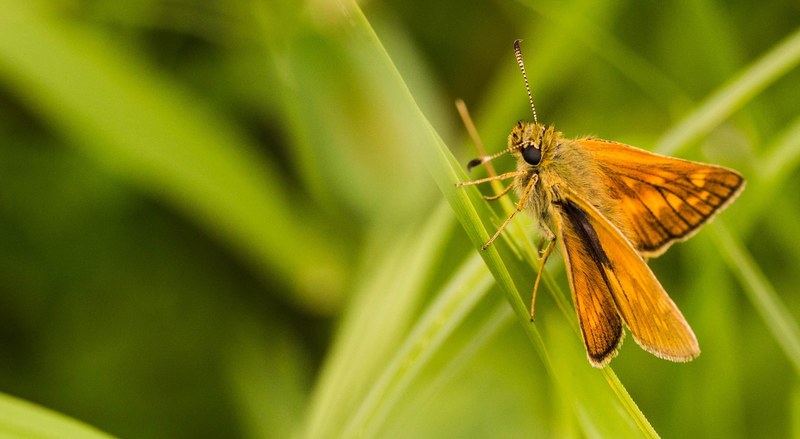 fuzzy moth lands on a blade of green grass, moth in the grass 4k