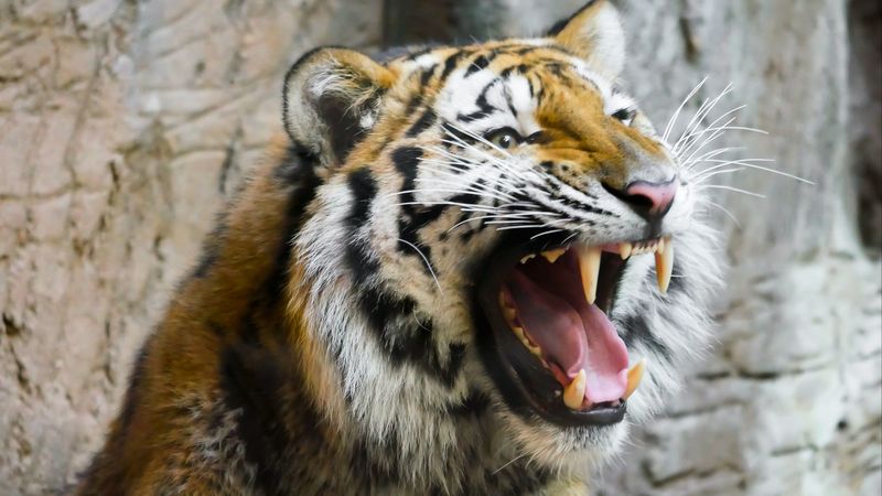 tiger, teeth, predator, muzzle, 4k
