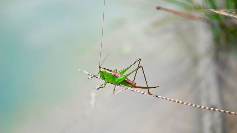 grasshopper, insect, close-up, 4k