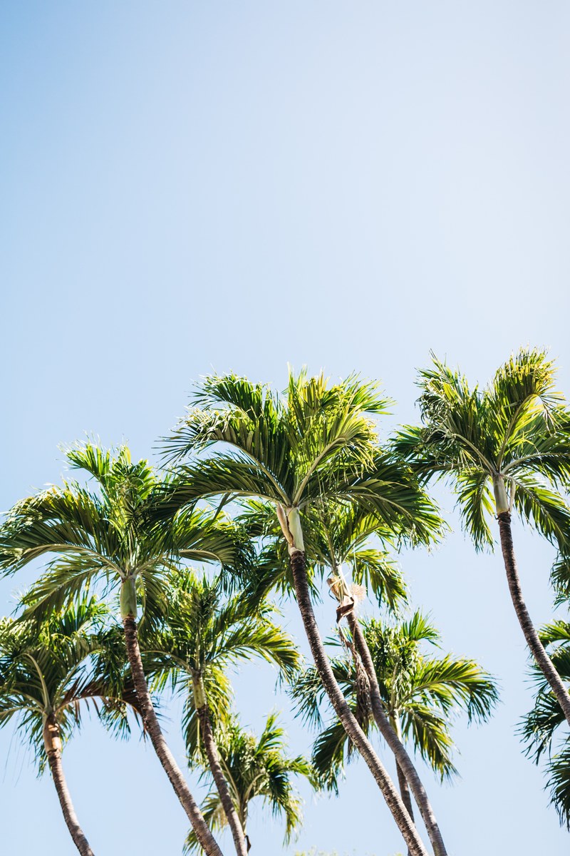 palm trees of key west_ 4k