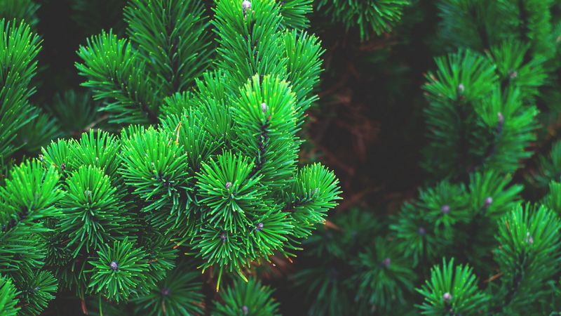 pine, branches, thorns, 4k