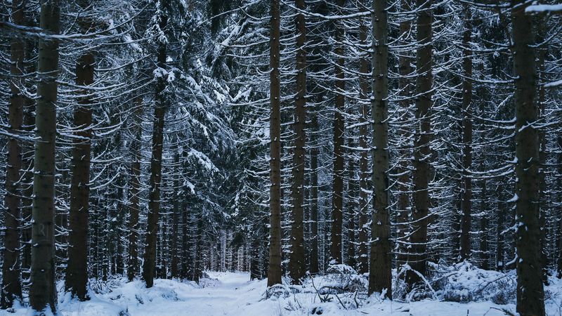 forest, winter, trees, snow, 4k