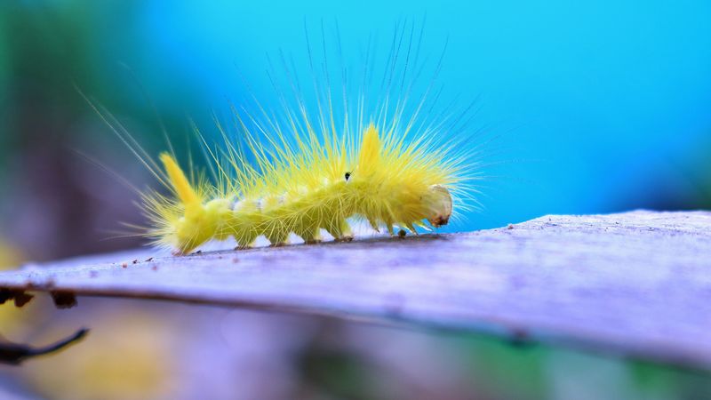 caterpillar, larva, insect, close-up, 4k