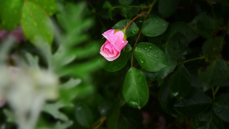 rose, bush, flower, bud, drops, 4k