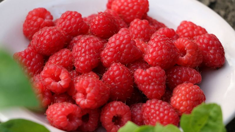 raspberry, berry, ripe, saucer, harvest, 4k