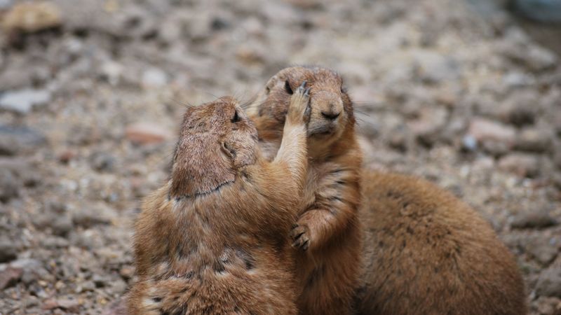 meerkats, couple, care, 4k