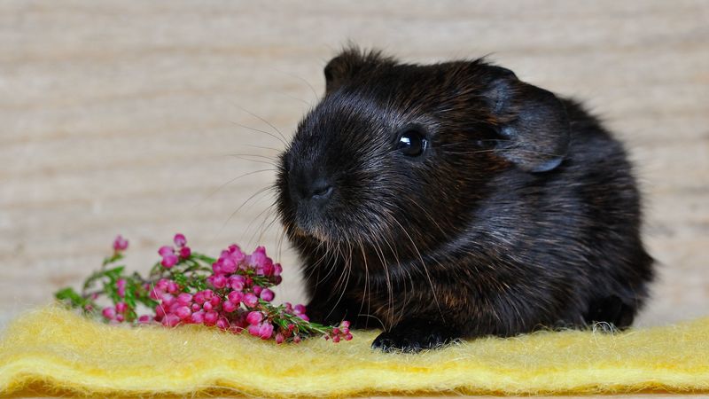 guinea pig, rodent, black, 4k