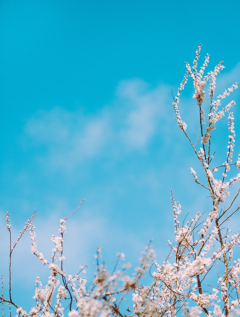 branches with white blossom with blue sky background in spring, spring 4k