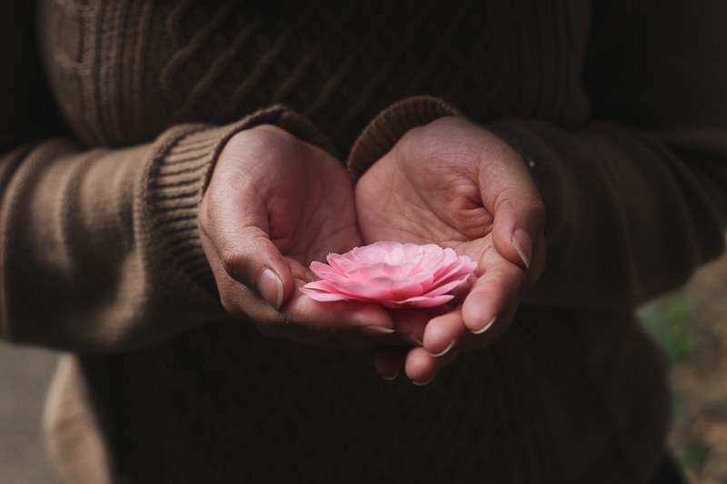 a persons cupped hands holding a delicate pink flower, pink flower in hands 4k