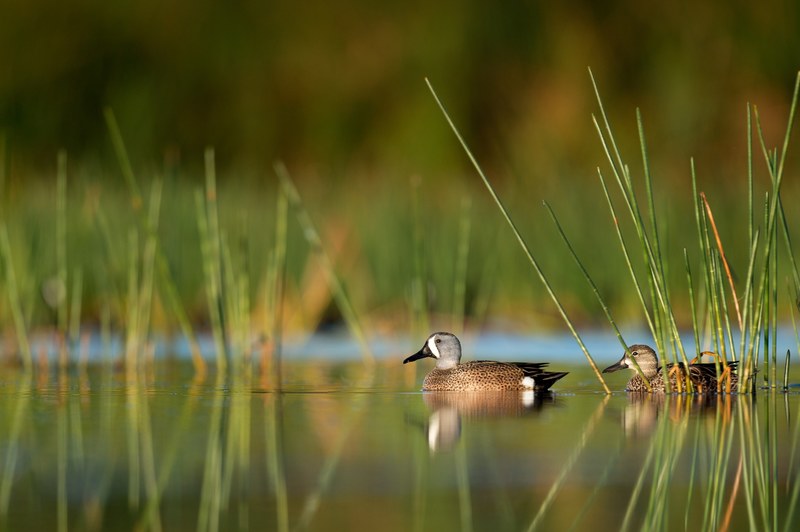 two ducks swimming through the pond at vero beach, blue winged teal pair 4k