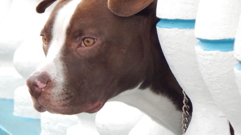 dog, muzzle, look out, 4k