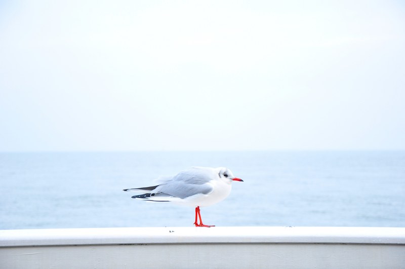 a hunching seagull standing on a white wooden rail by the sea, seagull on the rail 4k