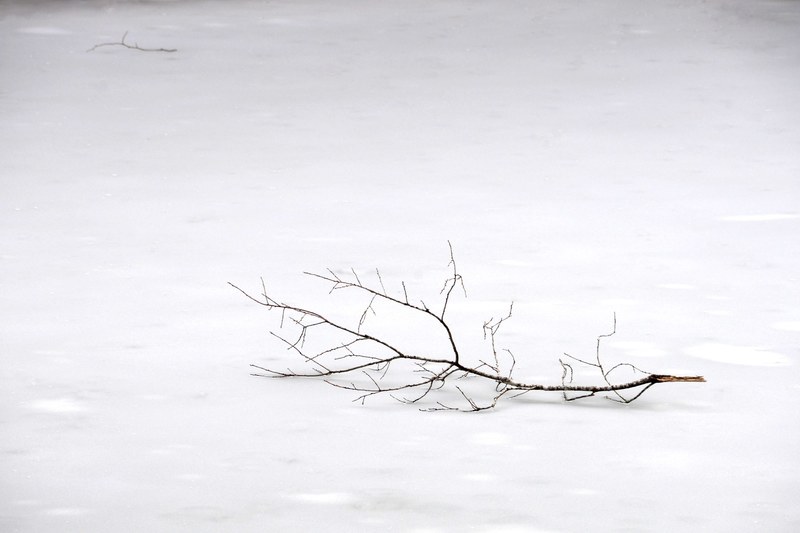 a large tree branch sitting in the snow, tree branch in snow 4k