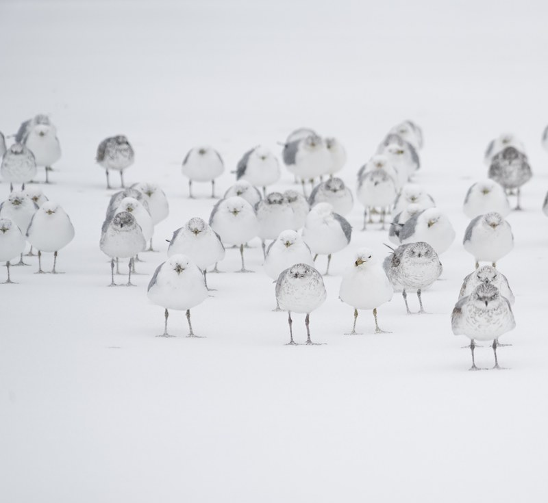 a flock of white birds on snow, bird flock on snow 4k