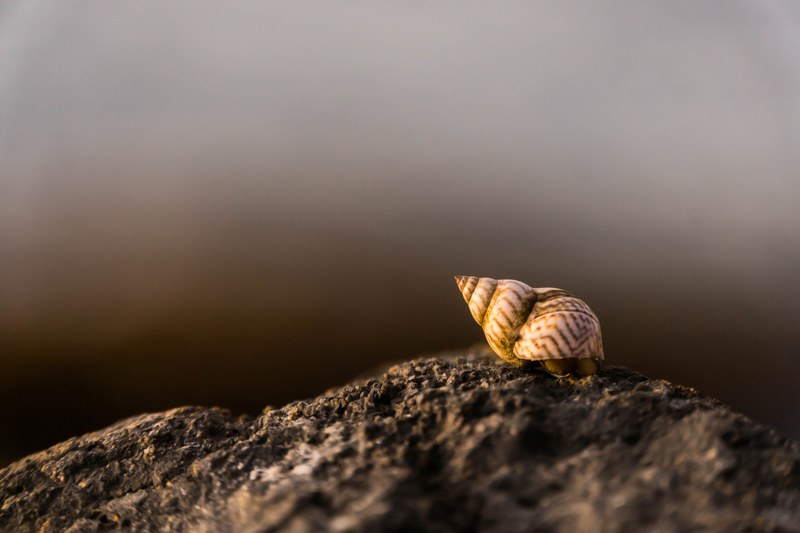 shell hermit crab sealife and rock 4k