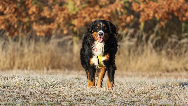 bernese mountain dog, berner sennenhund, dog, walk, 4k