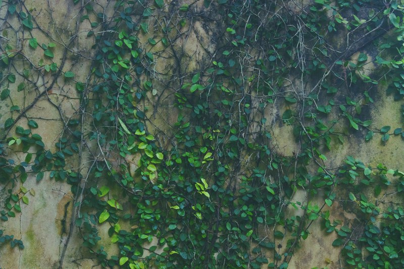 leafe color wood and season 4k