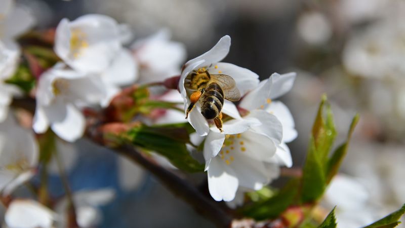 bee, flower, pollination, cherry, 4k
