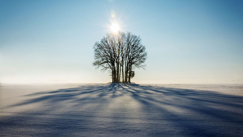 winter, horizon, tree, snow, sunlight, 4k