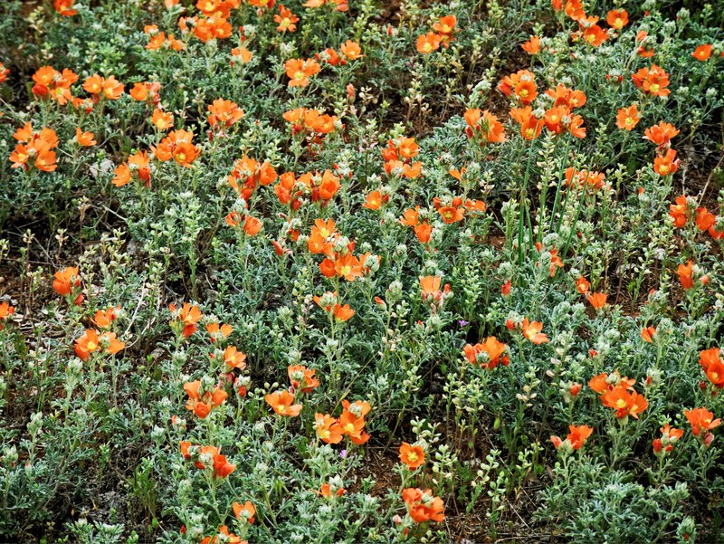 a dense patch of red poppies, poppies in sunlight 4k