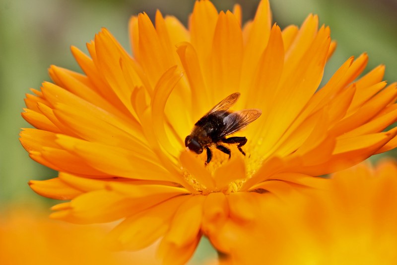 a macro shot of a bee in the center of a bright yellow flower, bee on a flower in macro 4k