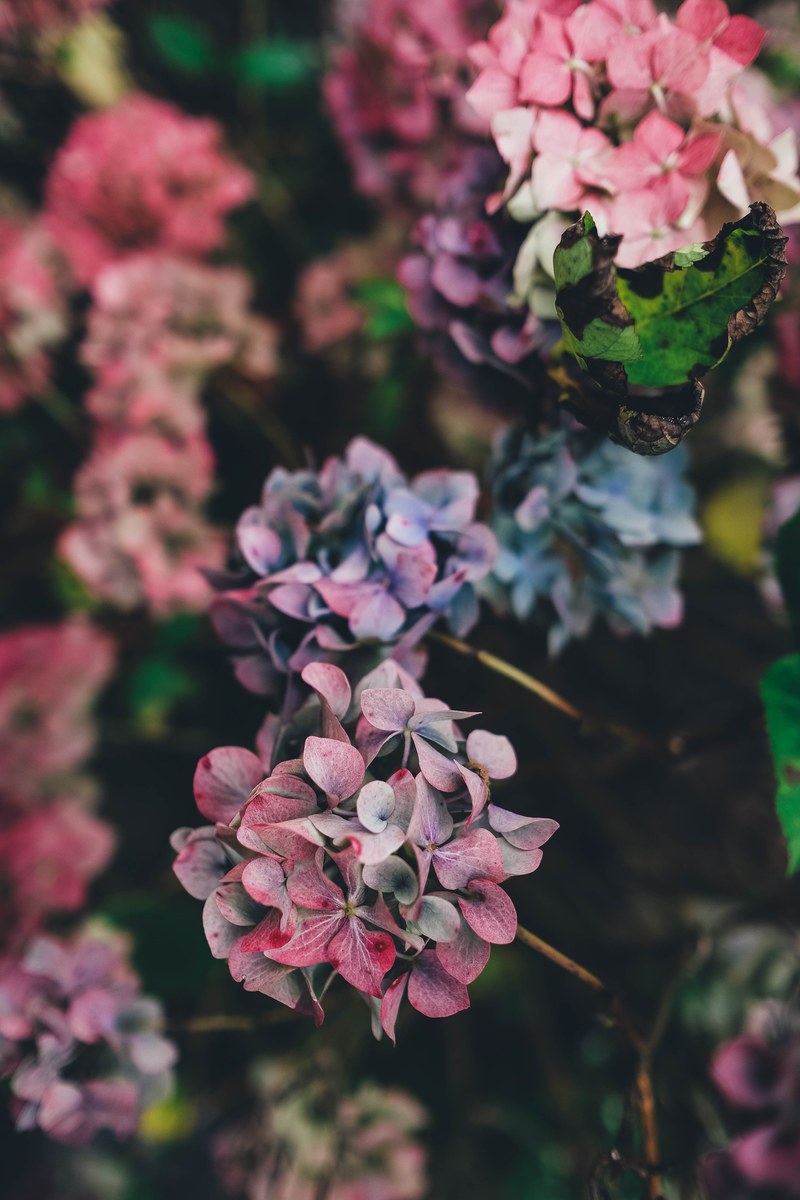 nature bloom petal and flower hd, 4k