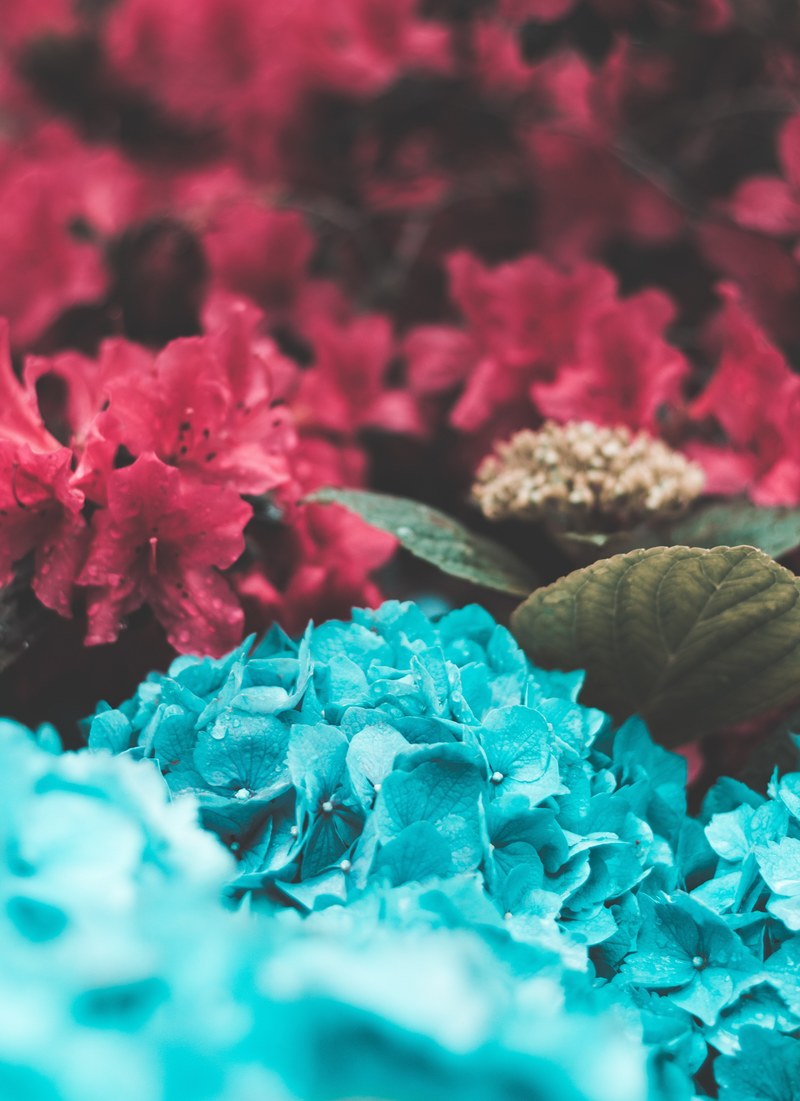 clusters of red and blue hydrangea flowers, blended 4k