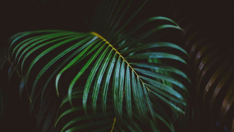 palm frond, frond, branch, 4k
