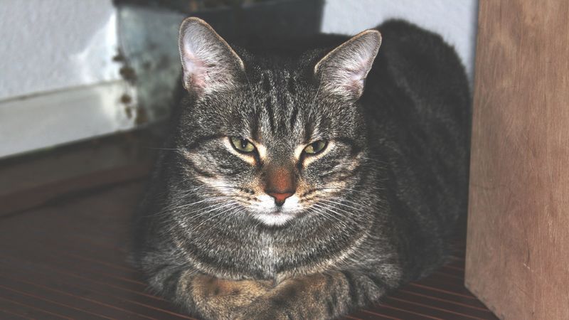 cat, home, lying, striped, 4k