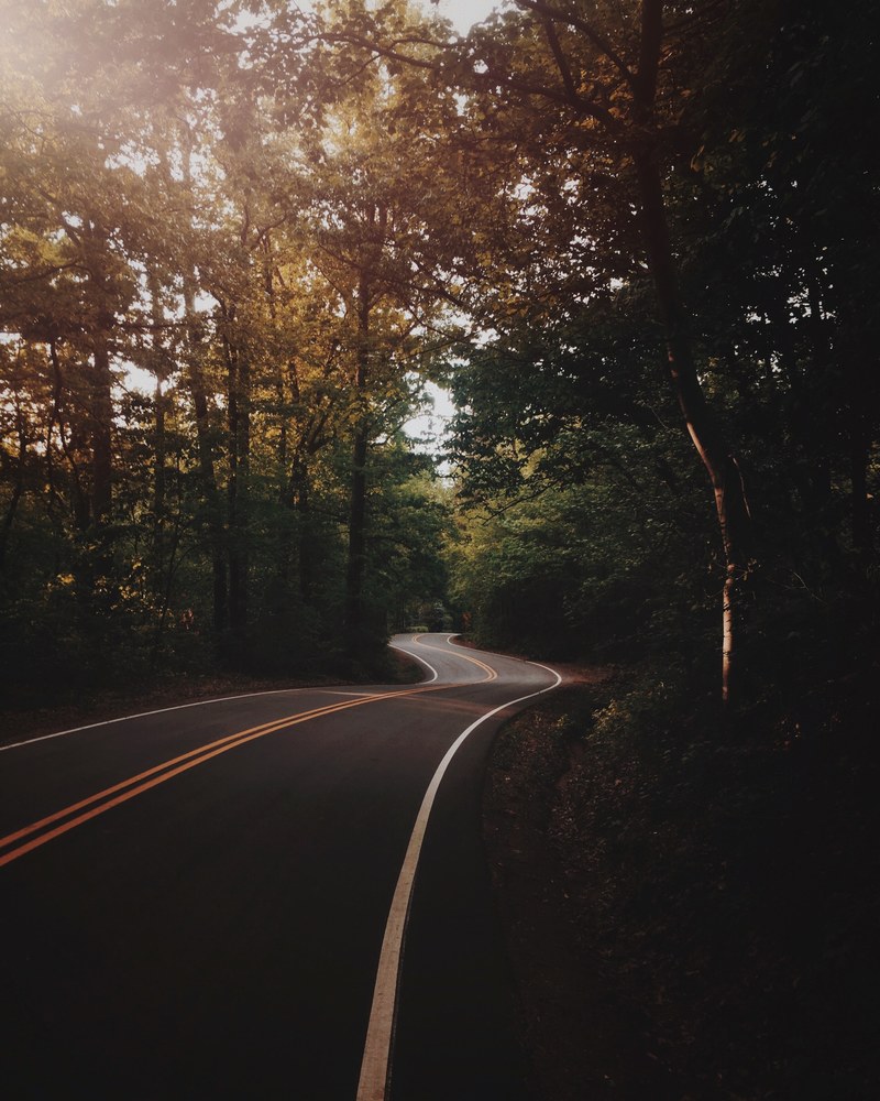 road forest tree and dim light hd, 4k