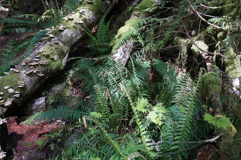 walking through the pacific northwest trails 4k