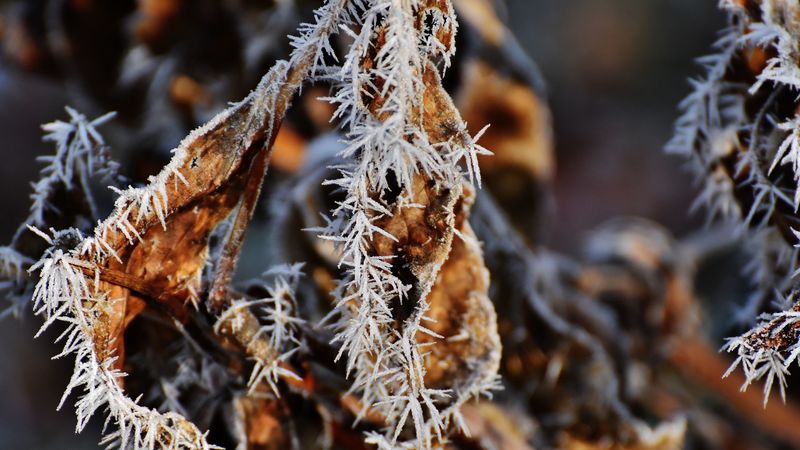 leaf, frost, cold, dry, 4k