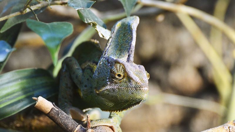 chameleon, reptile, lizard, 4k