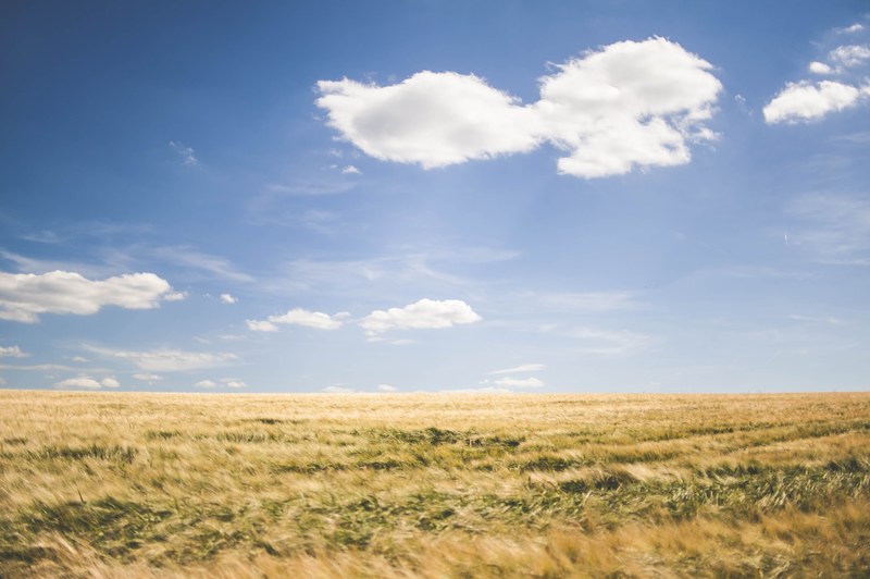 field sky cloud and crop 4k