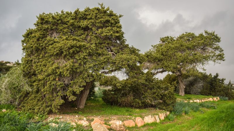 trees, grass, park, 4k