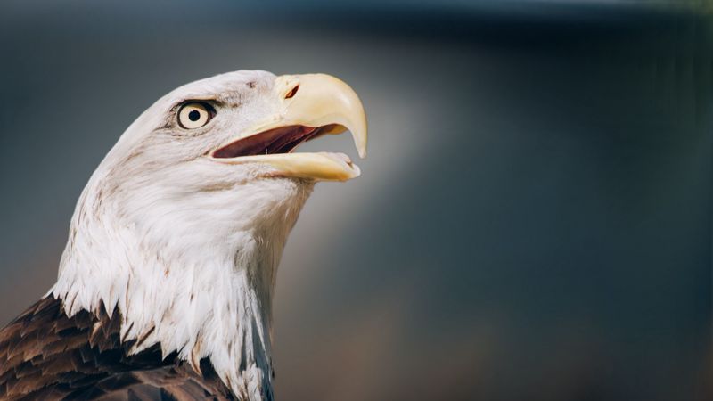 eagle, bald eagle, head, beak, 4k