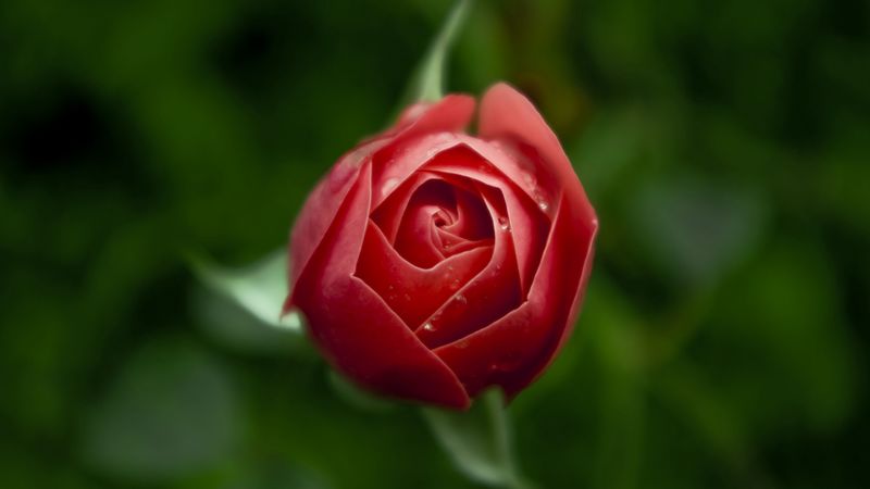 rose, flower, bud, blur, 4k