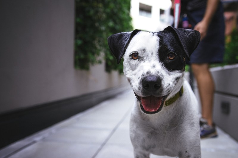 dog puppy tongue and pet 4k