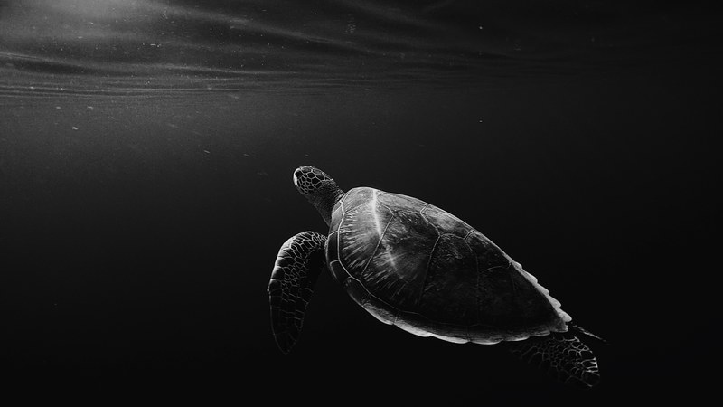 black and white underwater shot of lone turtle swimming in sea, monochrome lone turtle in sea 4k