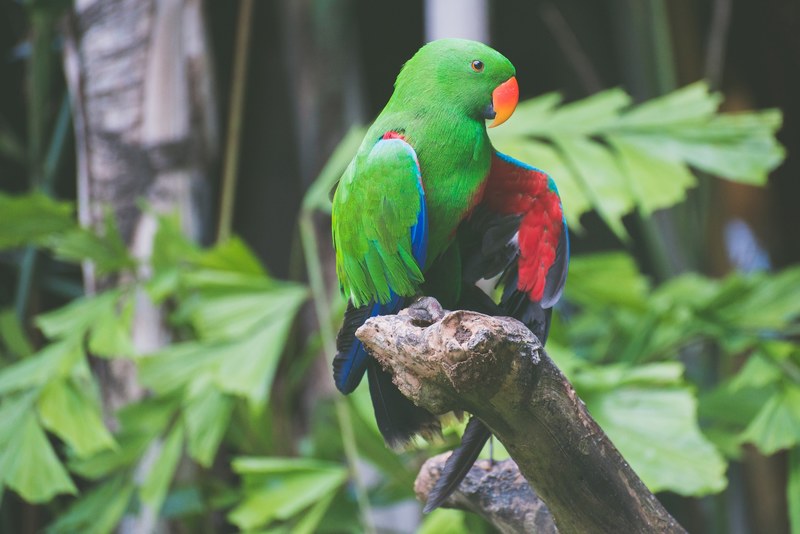 green parrot with an orange beak perched on a branch, green parrot with orange beak 4k