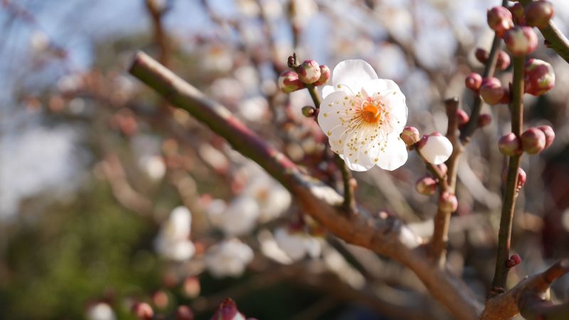 flowers, bloom, spring, tree, 4k