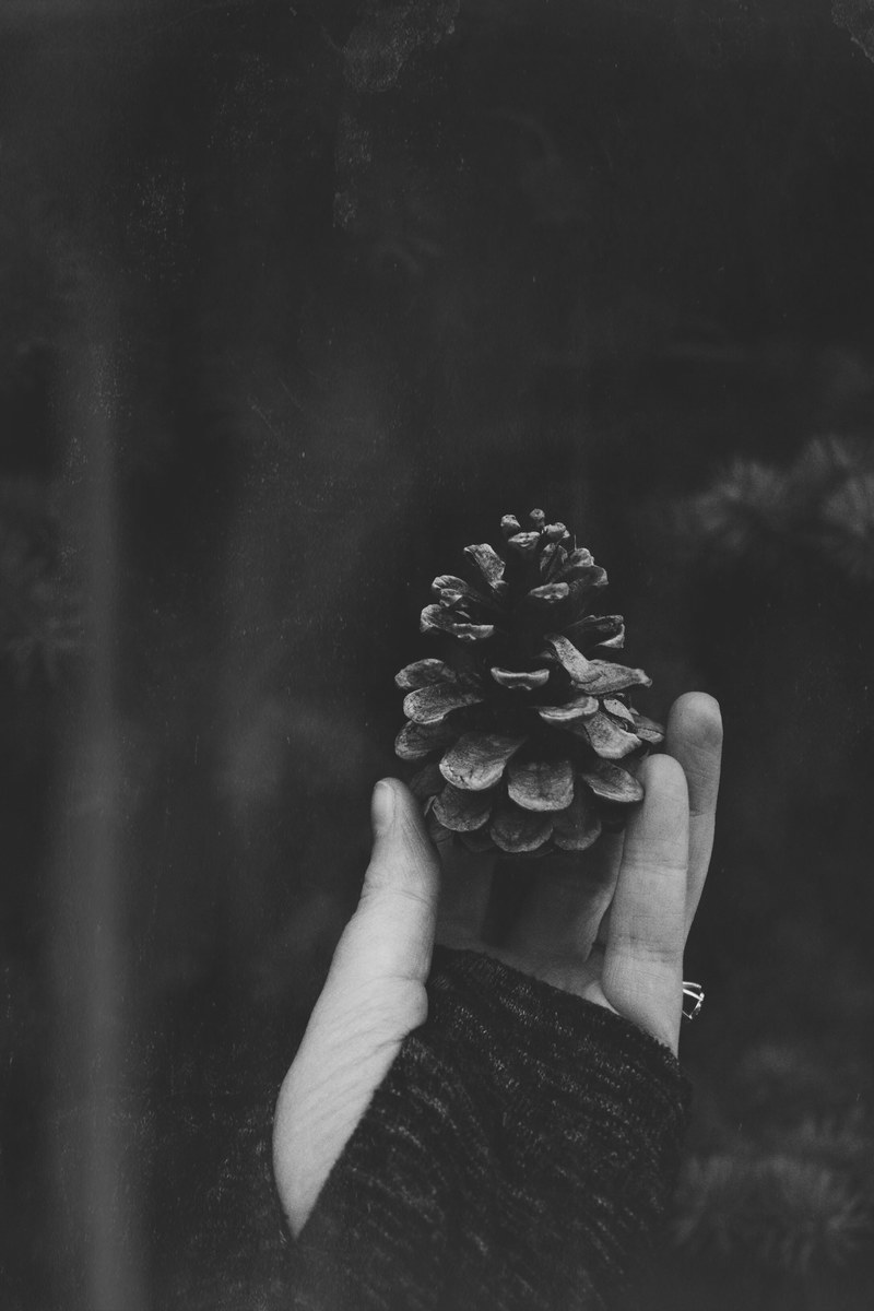 pine cone cone hand and holding hd, 4k