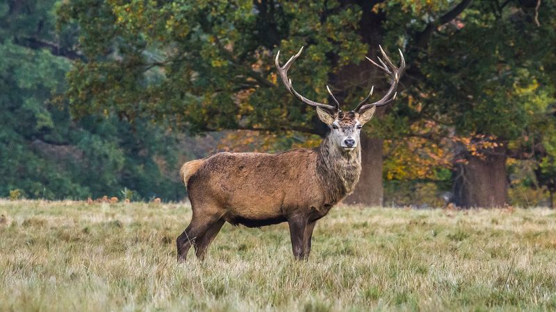 deer, stand, grass, 4k