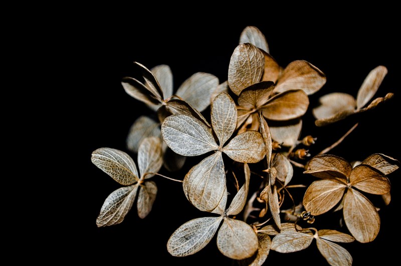 hydrangea brown petal and ingredient 4k