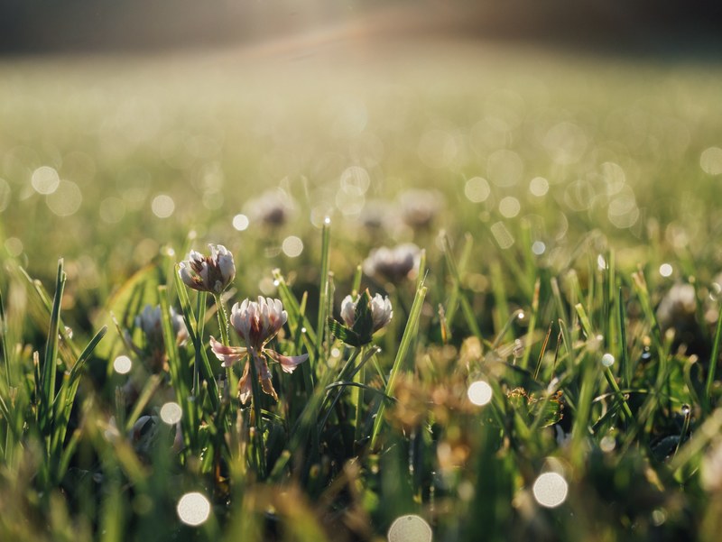 white flowers in the dew covered grass with bokeh effect, flowers in a patch of grass 4k