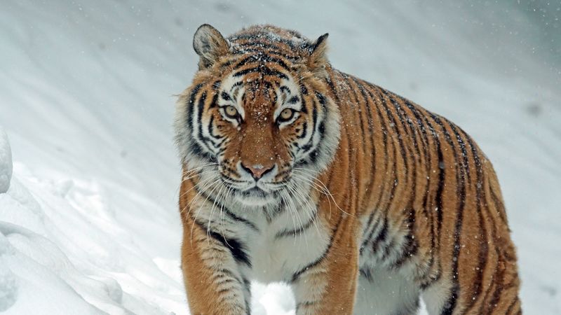 tiger, predator, big cat, snow, 4k